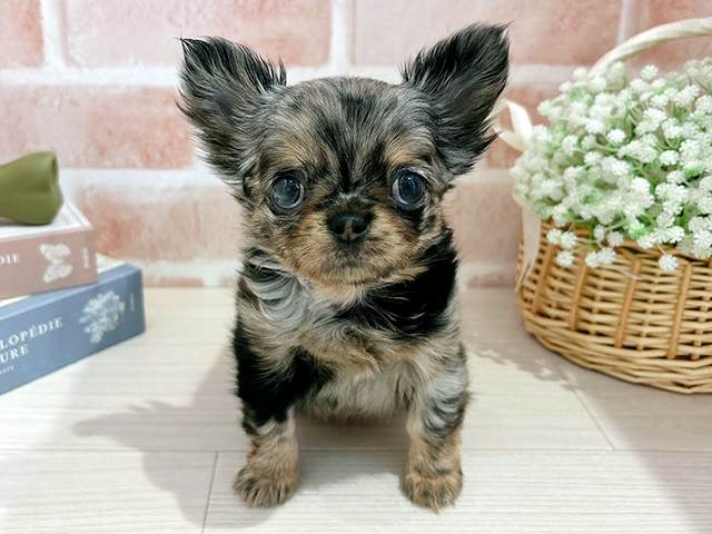 東京都のチワワ(ロング) (ペッツファースト自由が丘店/2025年11月22日生まれ/女の子/ブルーマール)の子犬の1枚目の画像