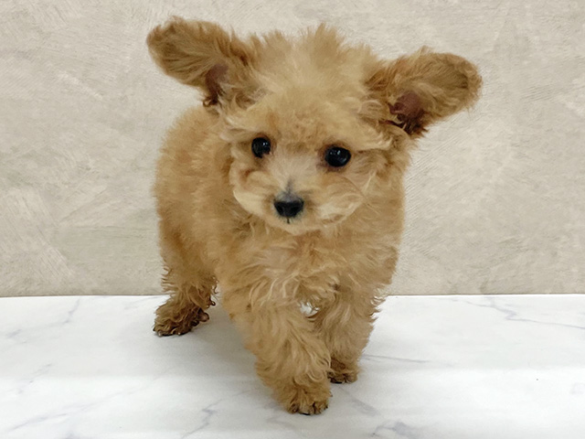 東京都のトイプードル(ティーカップ) (ペッツファースト八王子多摩美大前店/2025年11月23日生まれ/女の子/アプリコット)の子犬の1枚目の画像