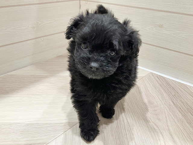 東京都のポメプー(ポメラニアン×プードル) (ペッツファースト豊洲店/2025年11月24日生まれ/女の子/ブラック)の子犬