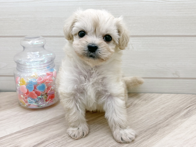 東京都のペキプー(ペキニーズ×プードル) (ペッツファースト渋谷店/2025年11月22日生まれ/男の子/クリーム)の子犬の1枚目の画像