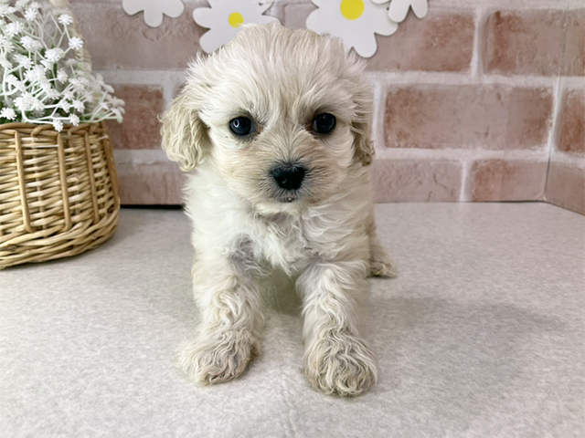 東京都のペキプー(ペキニーズ×プードル) (ペッツファーストお台場店/2025年11月22日生まれ/男の子/クリーム)の子犬の1枚目の画像