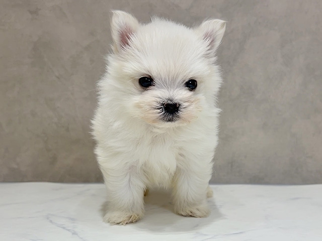 ポメラニアンミックス