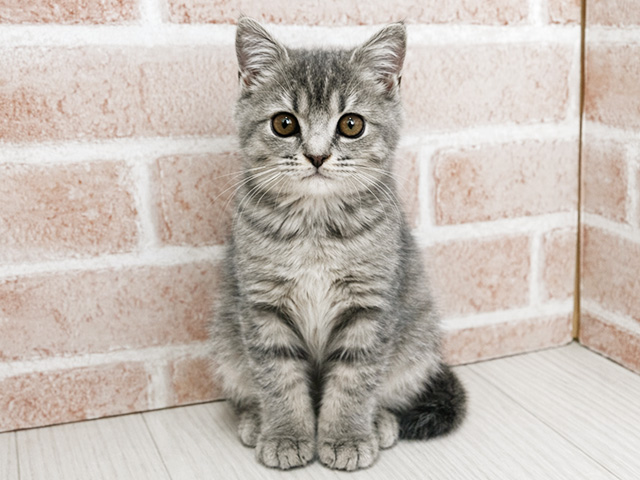 埼玉県のブリティッシュショートヘアー (ペッツファースト川越店/2025年11月20日生まれ/男の子/ブルータビー)の子猫の1枚目の画像