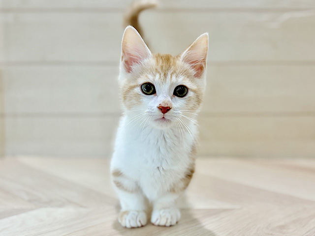 埼玉県のマンチカン (ペッツファーストレイクタウン店/2025年11月10日生まれ/男の子/レッドタビーホワイト)の子猫