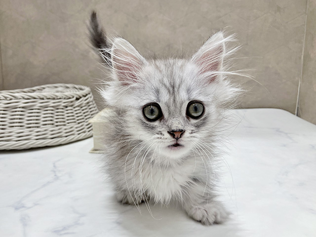東京都のミヌエット (ペッツファースト晴海店/2025年11月20日生まれ/男の子/シルバータビー)の子猫
