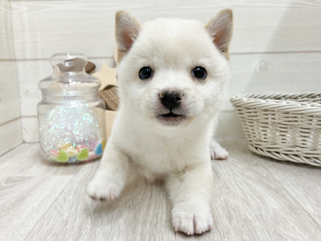 愛知県の豆柴 (ペッツファースト大高店/2025年11月24日生まれ/男の子/白)の子犬