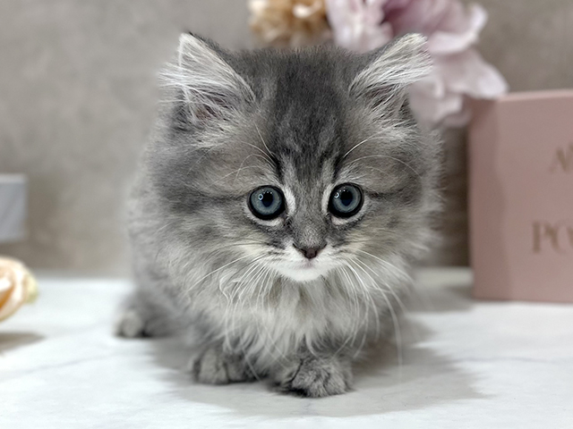東京都のミヌエット (ペッツファースト新宿店/2025年11月24日生まれ/女の子/ブルータビー)の子猫