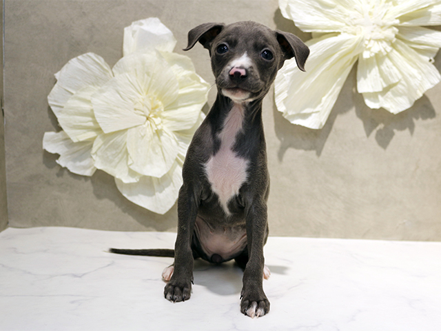 イタリアングレーハウンド