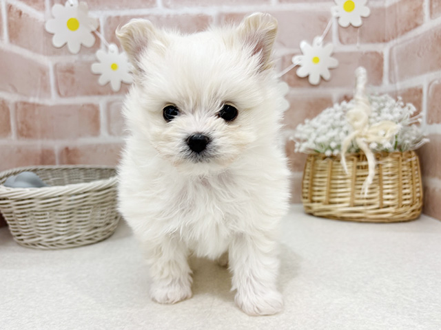 東京都のポメプー(ポメラニアン×プードル) (ペッツファーストお台場店/2025年11月22日生まれ/男の子/クリーム)の子犬