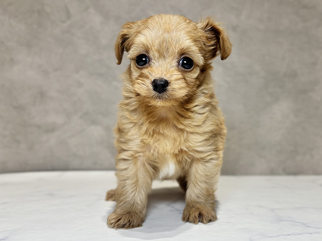 東京都のチワプー/プーチー(チワワ×プードル) (ペッツファースト神楽坂店/2025年11月24日生まれ/男の子/クリーム)の子犬