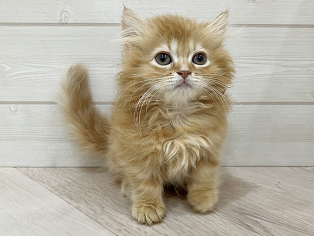 福岡県のミヌエット (ペッツファースト福岡天神店(c)/2025年11月22日生まれ/女の子/レッドタビー)の子猫の1枚目の画像