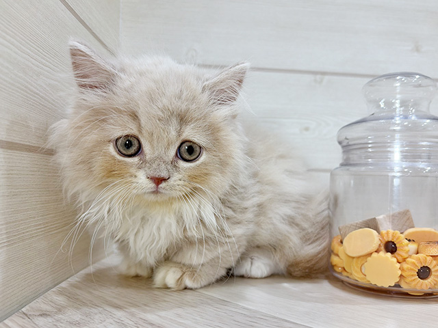 兵庫県のミヌエット (ペッツファースト神戸元町店/2025年11月24日生まれ/男の子/クリームタビーホワイト)の子猫