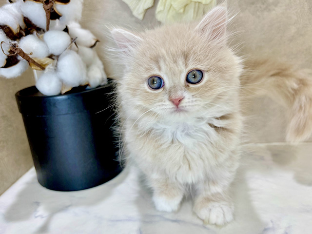 兵庫県のミヌエット (ペッツファースト神戸三宮センター街店/2025年11月22日生まれ/男の子/クリームタビーホワイト)の子猫