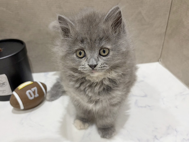 大阪府のラガマフィン (ペッツファースト難波店/2025年11月23日生まれ/女の子/ブルーパッチドタビー)の子猫の1枚目の画像