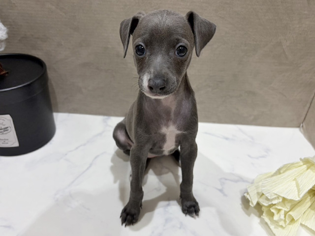 イタリアングレーハウンド