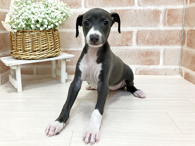 イタリアングレーハウンド