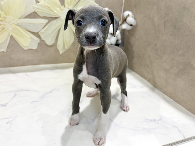 兵庫県のイタリアングレーハウンド (ペッツファースト神戸三宮センター街店/2025年11月22日生まれ/女の子/ブルーフォーン)の子犬の1枚目の画像