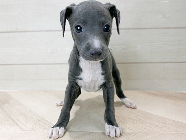 イタリアングレーハウンド