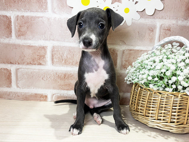 イタリアングレーハウンド