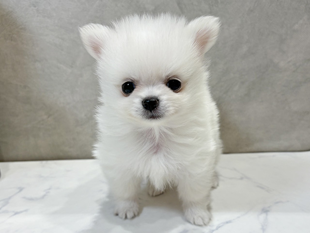 愛知県のポメチワ/チワポメ/ポメチー(ポメラニアン×チワワ) (ペッツファースト名古屋栄店/2025年11月24日生まれ/男の子/クリーム)の子犬