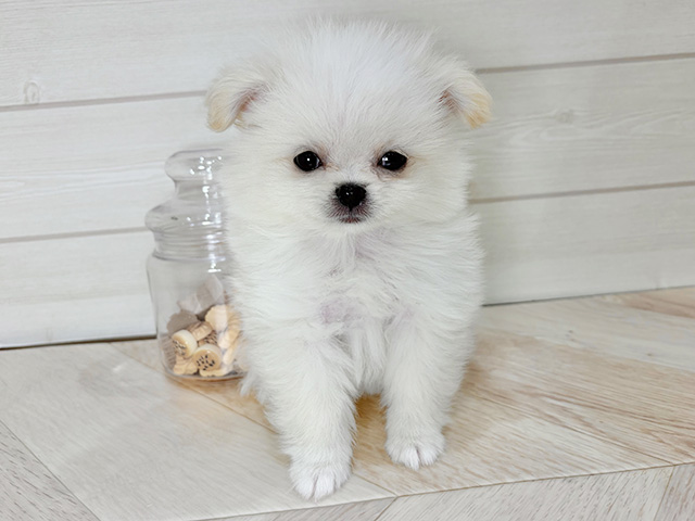 兵庫県のポメチワ/チワポメ/ポメチー(ポメラニアン×チワワ) (ペッツファースト神戸元町店/2025年11月24日生まれ/男の子/クリーム)の子犬