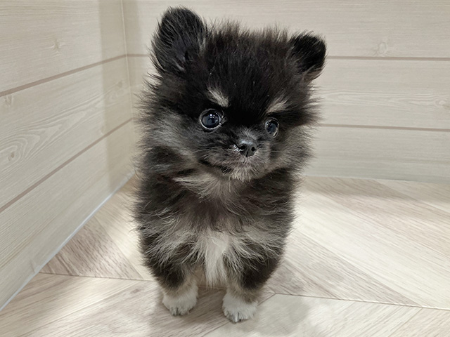 2025年11月24日生まれのポメチワ/チワポメ/ポメチー(ポメラニアン×チワワ)