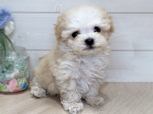 大阪府のマルプー(マルチーズ×プードル) (ペッツファースト北心斎橋店/2025年11月16日生まれ/男の子/クリーム)の子犬の1枚目の画像