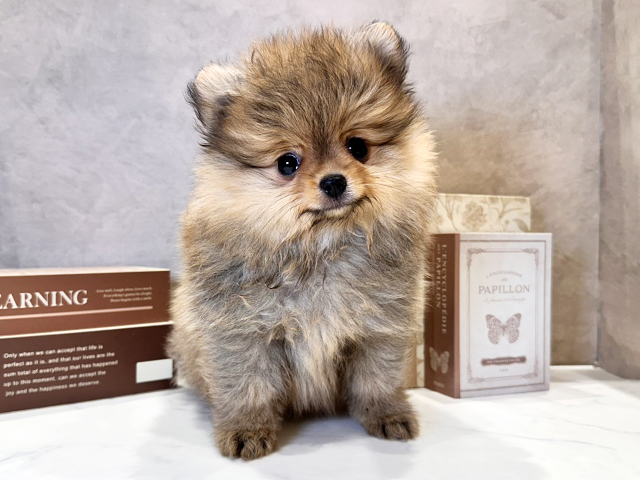 奈良県のポメラニアン (ペッツファースト橿原店/2025年11月24日生まれ/女の子/オレンジ)の子犬