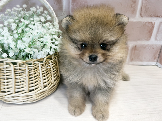 大阪府のポメラニアン (ペッツファースト北心斎橋店/2025年11月24日生まれ/女の子/オレンジ)の子犬の1枚目の画像