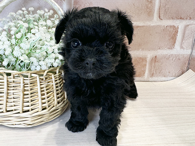 大阪府のチワプー/プーチー(チワワ×プードル) (ペッツファースト北心斎橋店/2025年11月23日生まれ/女の子/ブラック)の子犬の1枚目の画像