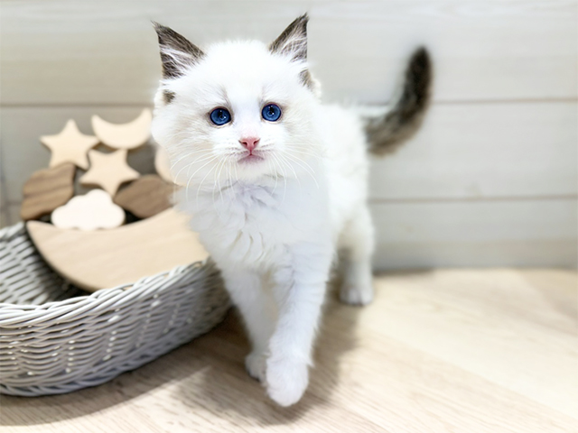 群馬県のラグドール (ペッツファースト高崎店/2025年11月21日生まれ/女の子/シールポイントバイカラー)の子猫