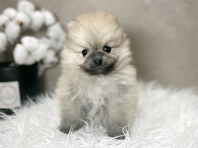 東京都のポメラニアン (ペッツファースト青山店/2025年11月24日生まれ/女の子/ウルフセーブル)の子犬