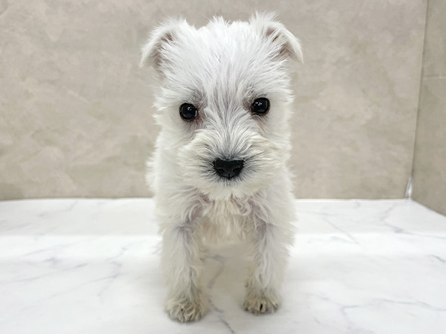 東京都のミニチュアシュナウザー (ペッツファースト八王子多摩美大前店/2025年11月24日生まれ/女の子/ホワイト)の子犬の1枚目の画像