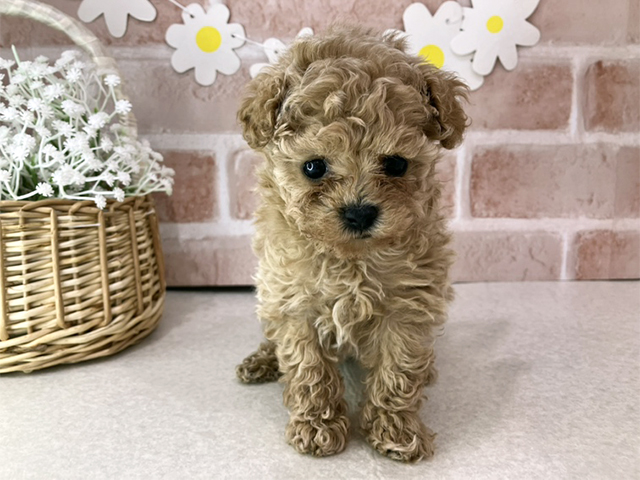 東京都のトイプードル(ティーカップ) (ペッツファーストお台場店/2025年11月24日生まれ/女の子/アプリコット)の子犬の1枚目の画像