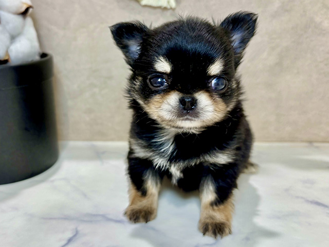 兵庫県のチワワ(ロング) (ペッツファースト神戸三宮センター街店/2025年11月23日生まれ/男の子/ブラックタンホワイト)の子犬