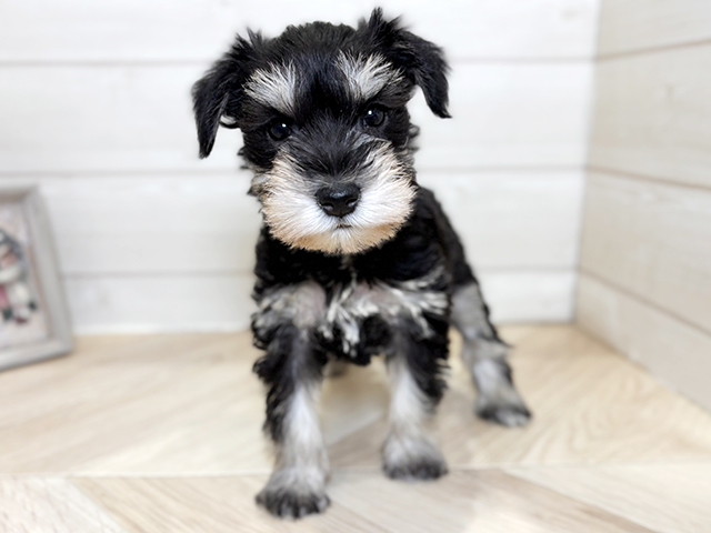 東京都のミニチュアシュナウザー (ペッツファースト昭島店/2025年11月24日生まれ/女の子/ブラックシルバー)の子犬の1枚目の画像