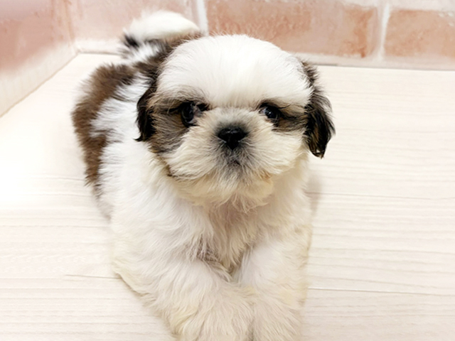 愛知県のシーズー (ペッツファースト一宮店/2025年11月25日生まれ/男の子/ゴールドホワイト)の子犬の1枚目の画像