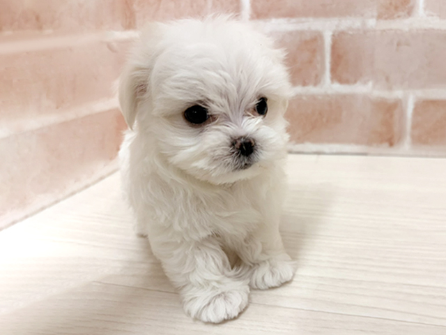 愛知県のマルチーズ (ペッツファースト一宮店/2025年11月27日生まれ/女の子/ホワイト)の子犬の1枚目の画像