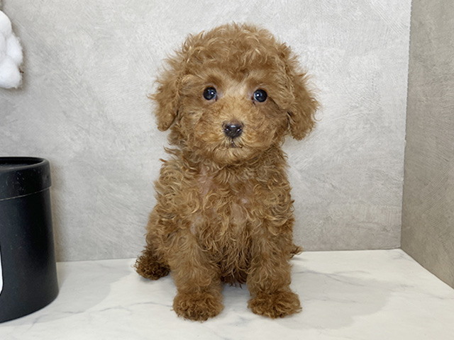広島県のトイプードル(タイニー) (ペッツファースト広島祇園店/2025年11月25日生まれ/女の子/レッド)の子犬の1枚目の画像