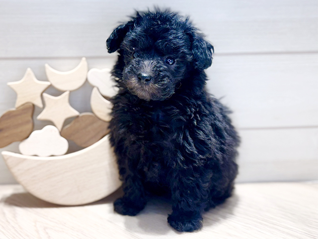 群馬県のトイプードル(タイニー) (ペッツファースト高崎店/2025年11月25日生まれ/男の子/シルバー)の子犬の1枚目の画像