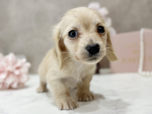 東京都のミニチュアダックスフンド(ロング) (ペッツファースト新宿店/2025年11月25日生まれ/女の子/イエロー)の子犬