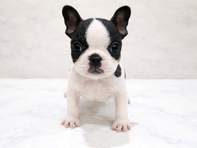 東京都のフレンチブルドッグ (ペッツファースト中野店/2025年11月24日生まれ/男の子/パイド)の子犬