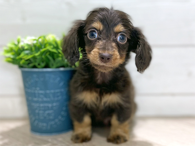 東京都のカニンヘンダックスフンド(ロング) (ペッツファースト吉祥寺本店/2025年11月25日生まれ/男の子/チョコレートタン)の子犬の1枚目の画像