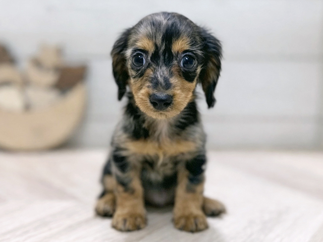 東京都のカニンヘンダックスフンド(ロング) (ペッツファースト吉祥寺本店/2025年11月25日生まれ/女の子/シルバーダップル)の子犬