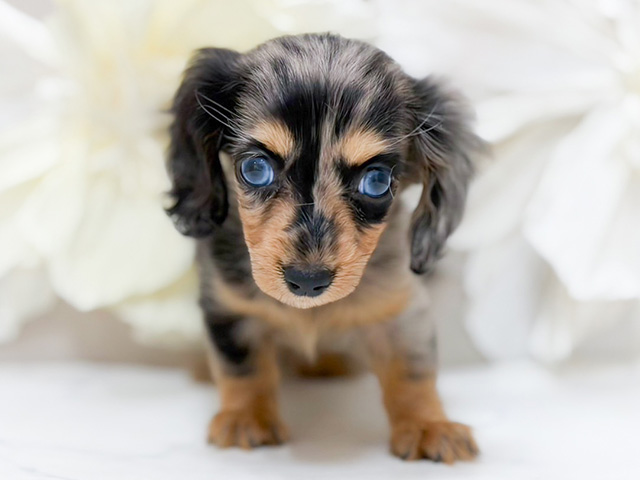 東京都のカニンヘンダックスフンド(ロング) (ペッツファースト恵比寿店/2025年11月25日生まれ/女の子/シルバーダップル)の子犬の1枚目の画像