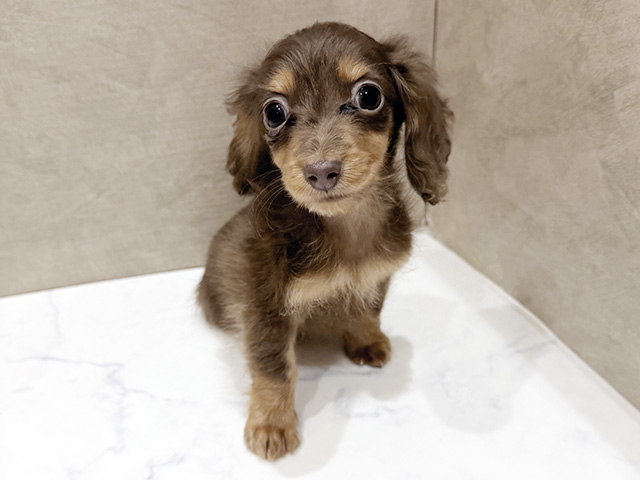 大阪府のカニンヘンダックスフンド(ロング) (ペッツファースト難波店/2025年11月25日生まれ/男の子/チョコレートタン)の子犬の1枚目の画像