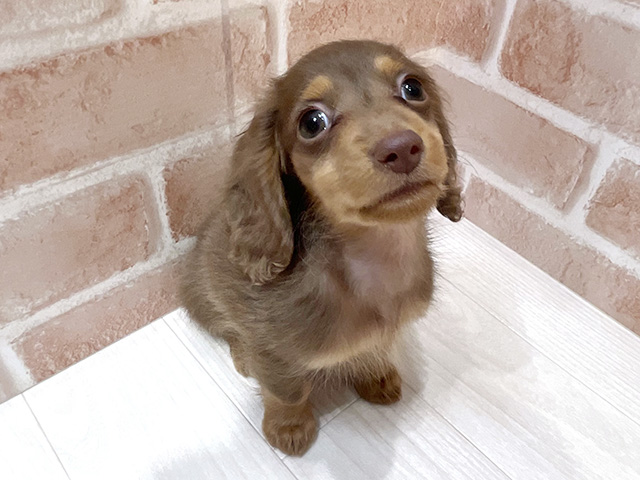 東京都のカニンヘンダックスフンド(ロング) (ペッツファースト荻窪店/2025年11月25日生まれ/男の子/チョコレートタン)の子犬