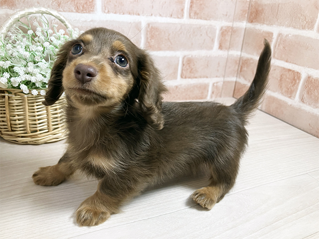 広島県のカニンヘンダックスフンド(ロング) (ペッツファースト広島本通店/2025年11月25日生まれ/男の子/チョコレートタン)の子犬の1枚目の画像
