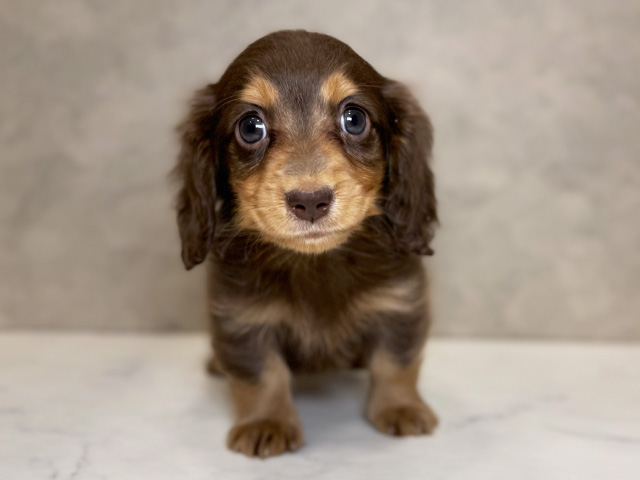 埼玉県のカニンヘンダックスフンド(ロング) (ペッツファーストPETEMOレイクタウンmori店/2025年11月25日生まれ/男の子/チョコレートタン)の子犬