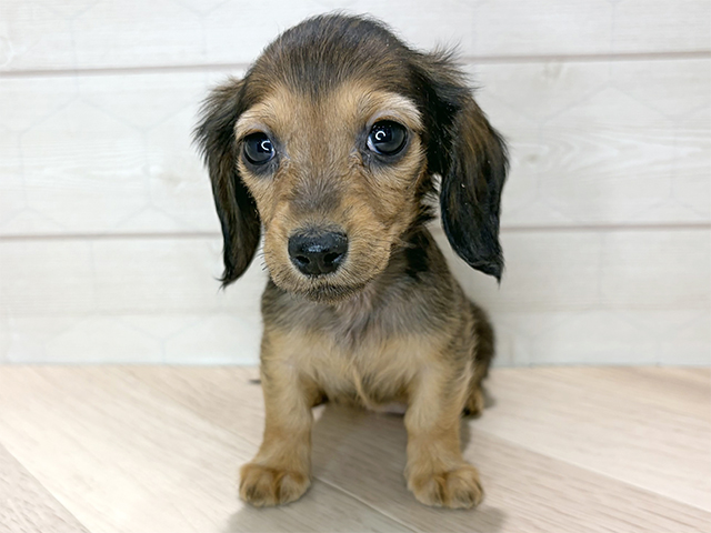 カニヘンダックスフンド